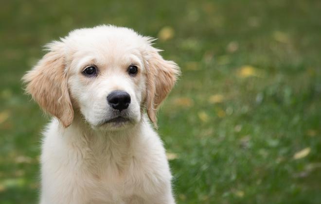 서귀포시, 실외사육견 '찾아가는 동물 등록 서비스' 추진