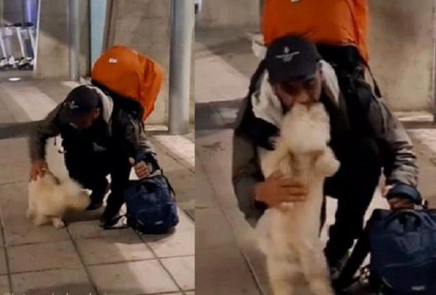 공항에서 주인과 재회한 강아지의 반응..'보는 사람도 뭉클'