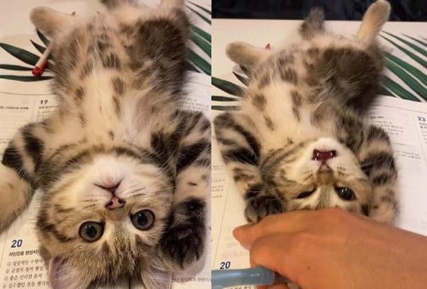 집사가 공부를 할 수 없는 이유...'대자로 드러누워 귀여움으로 방해'