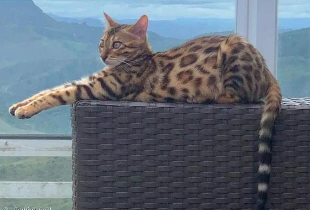 '주인 있는 고양이인데...' 야생동물로 착각해 숲에 풀어준 소방관