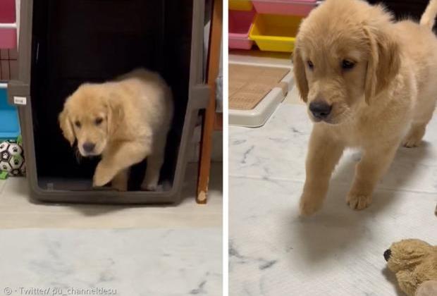 '보고 배운 게 냥스텝이라...' 고양이처럼 살금살금 걷는 아기 골댕이