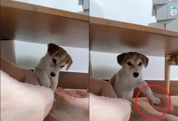 입양 후 테이블 밑에 숨어있던 유기견이 새 가족 목소리에 마음 여는 순간