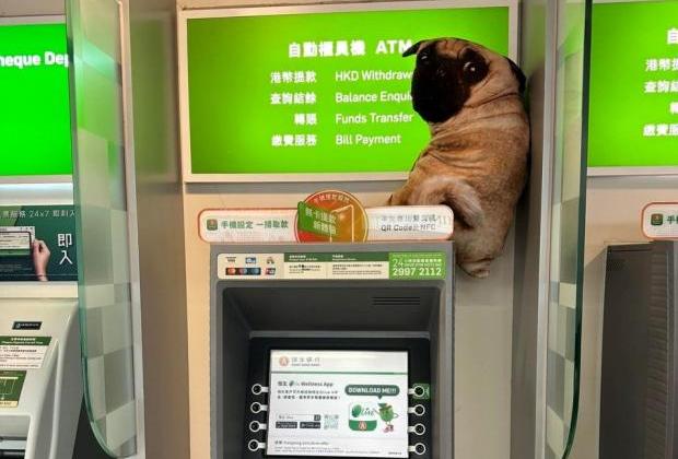 ATM 위에 버려진 '개'의 정체...'유기견인 줄 알았는데'