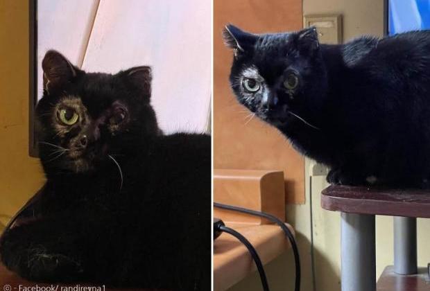 소파 환불했다가 고양이까지 잃어버린 집사...'3주 만에 재회'