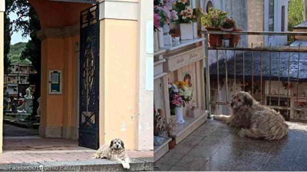 세상 떠난 주인 무덤을 수년째 떠나지 않는 강아지