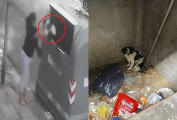 꼬리치는 강아지 그대로 쓰레기통에 버린 비정한 견주 CCTV에 포착