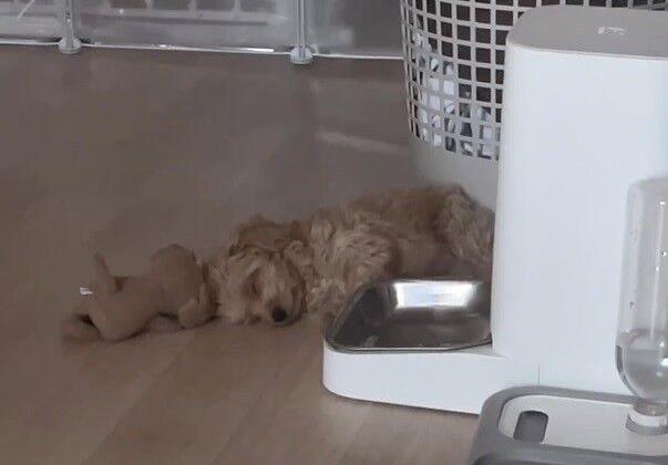 밥 시간 기다리며 사료통 옆에서 자는 강아지...'밥 소리에 자동 기상'