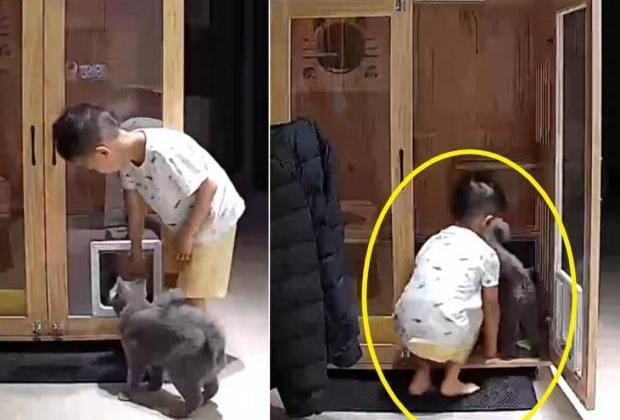 엄마 대신 일어나 고양이 새벽밥 챙겨준 꼬마 집사