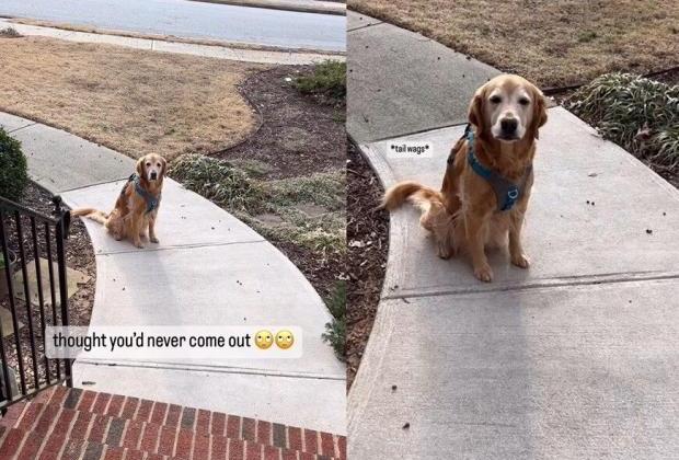주인이 실수로 문 닫아 혼자 남겨지자 슬퍼하는 강아지..."나도 데려가야지"