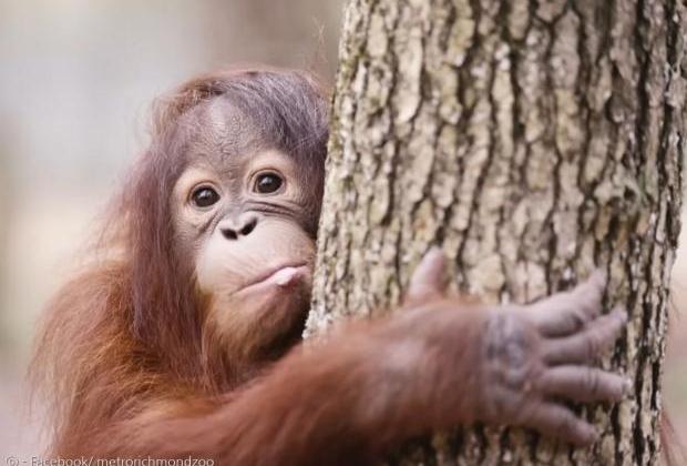 '엄마는 처음이라...' 사람한테 모유 수유 배운 고아 오랑우탄