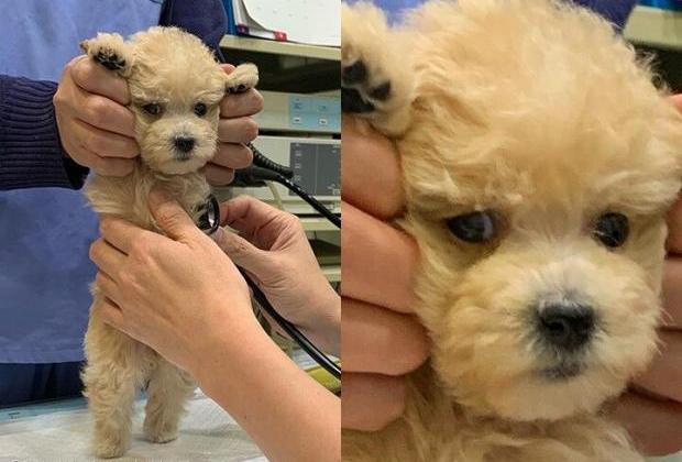 "주인 도움!!!"...견생 첫 동물병원 방문한 강아지의 간절한 눈빛