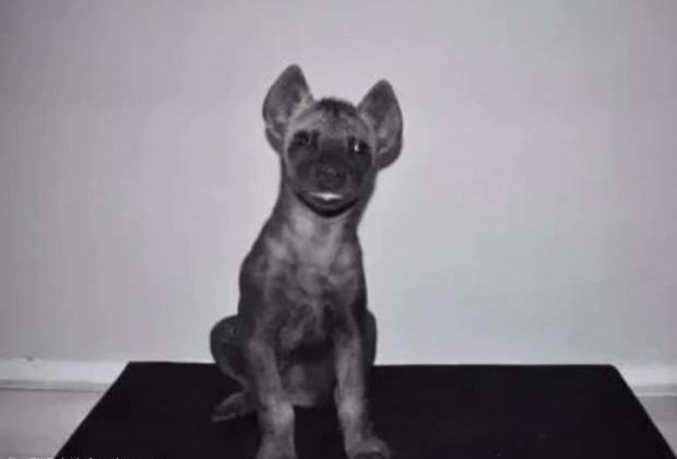 분양 받은 강아지한테 물린 美 남성...알고 보니 '하이에나'였다