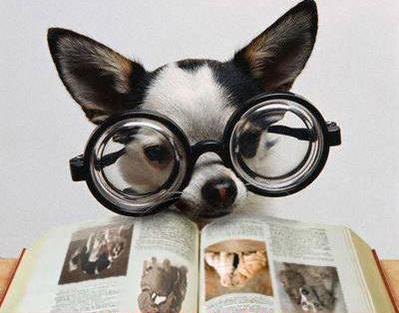 동물도 글을 읽을 수 있을까? 인간과 같은 방식으로는 No!