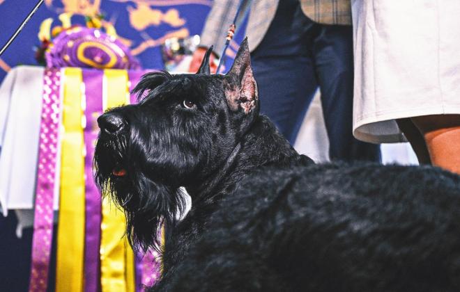 '개들의 월드시리즈' 웨스트민스터 도그쇼, 150주년 개막