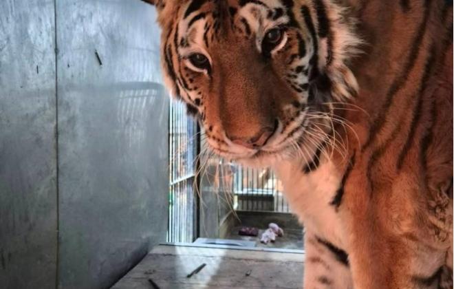 청주동물원서 태어난 호랑이 ‘이호’ 무지개다리 건너