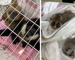 "귀엽다고 키웠다간 범죄자?"… 희귀동물 '온라인 블랙마켓' 원천 차단