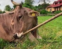 "가축의 인지 한계 넘었다"… 오스트리아서 '도구 사용하는 소' 발견