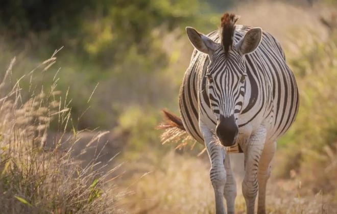 오늘(1월31일)은 ‘국제 얼룩말의 날’
