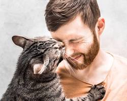 고양이가 당신을 핥는 4가지 과학적 이유: "단순한 세수가 아닙니다"