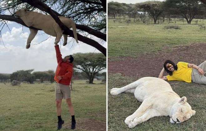 아프리카 '약물 취한 사자' 체험 논란