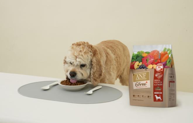 설 연휴 펫호텔·유치원 위탁 전 보호자 필수 체크포인트 