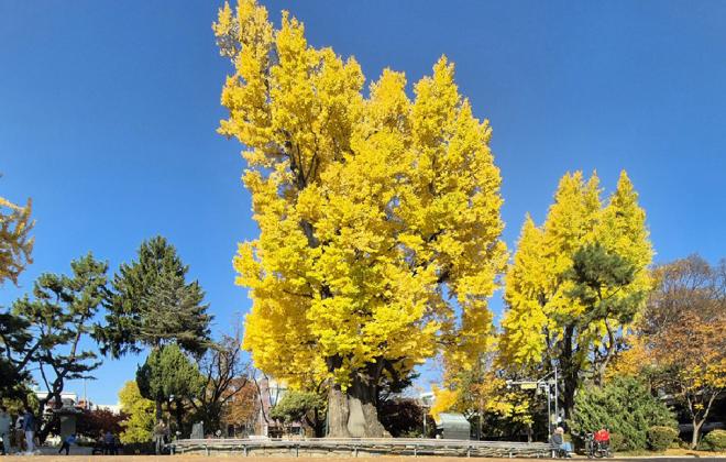 '더 글로리' 900년 은행나무 '청주 압각수' 천연기념물 됐다 