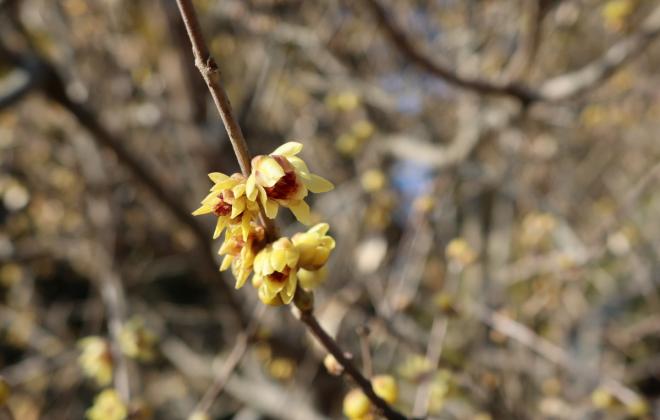 [포토뉴스] 입춘맞아 화사한 봄꽃 개화한 천리포수목원