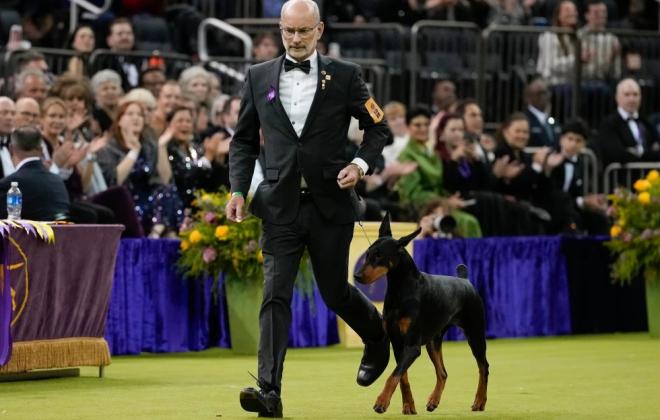 도베르만 '페니', 150주년 웨스트민스터 도그쇼 제패… 37년 만의 전설 재현