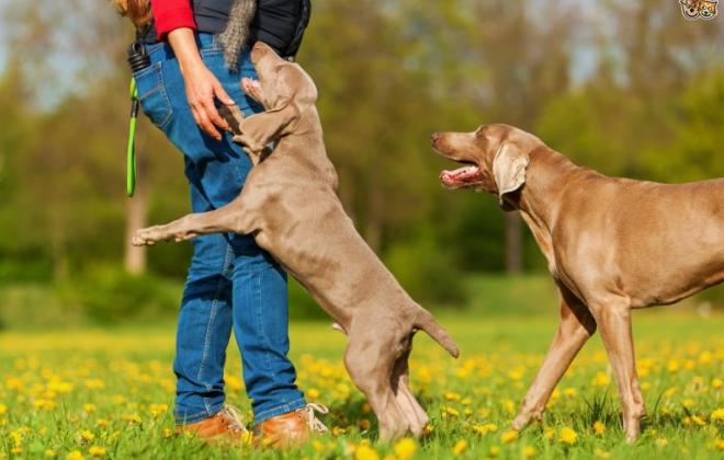 뛰어오르는 강아지를 막는 방법 