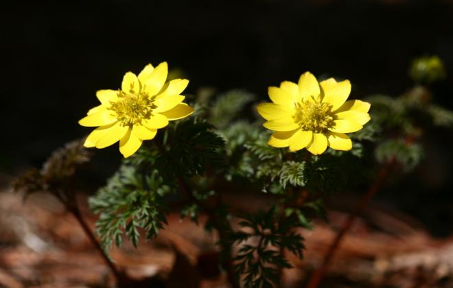 광릉숲에 찾아온 봄 소식… 개복수초 개화