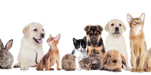 반려동물 전담 부처, 3월 중 윤곽 잡힌다