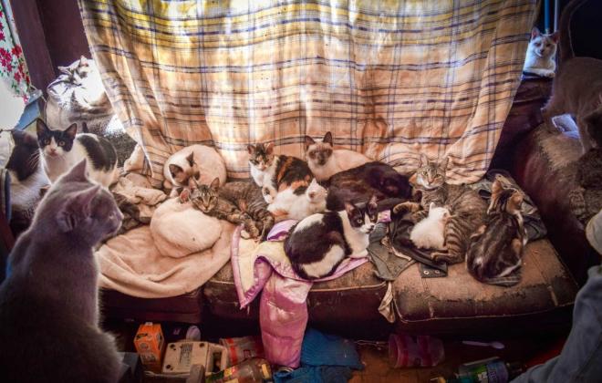 춘천 아파트 '애니멀 호딩' 비극 반복… "구조해도 또 데려와" 이웃 고통 심화