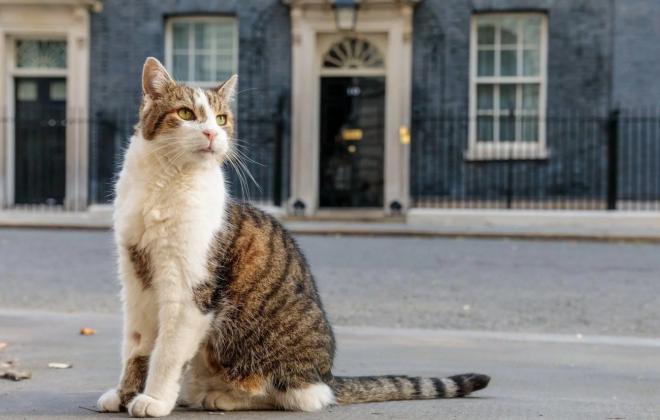 6명의 총리를 거친 '진정한 권력자', 고양이 래리 부임 15주년