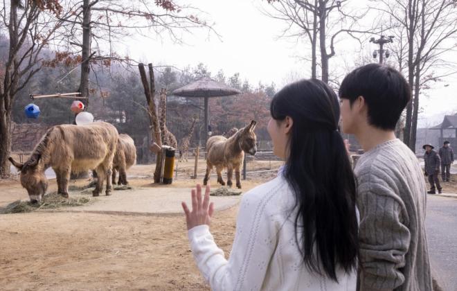 에버랜드, 걸어서 동물과 만나는 '워킹 사파리' 운영