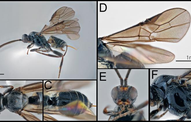 산림청 국립수목원, 제주 미기록 고치벌 발견