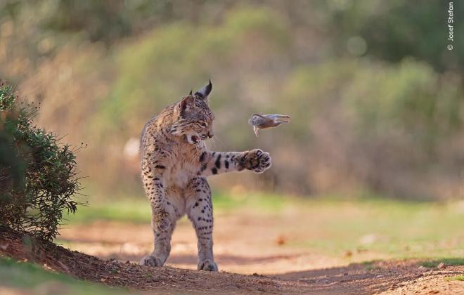 2026년 '올해의 야생 동물 사진작가상'에서 선정된 놀라운 사진들