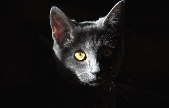 왜 고양이 눈은 어둠 속에서 빛나나?...고양이 눈에서 찾은 신기술