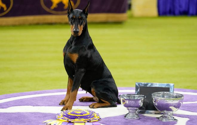 [포토뉴스] 2026 웨스트민스터 도그쇼 감동적 장면!