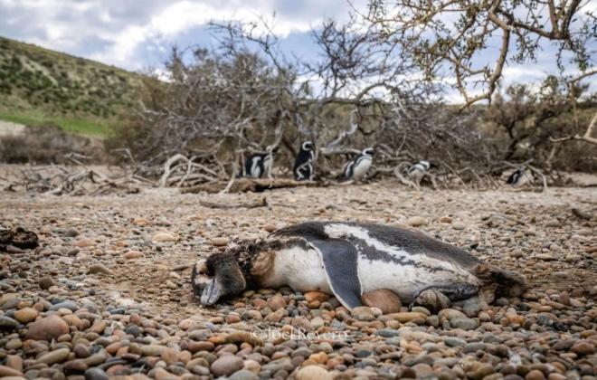  "퓨마가 파타고니아로 돌아왔고, 펭귄은 그 대가를 치르고 있다."