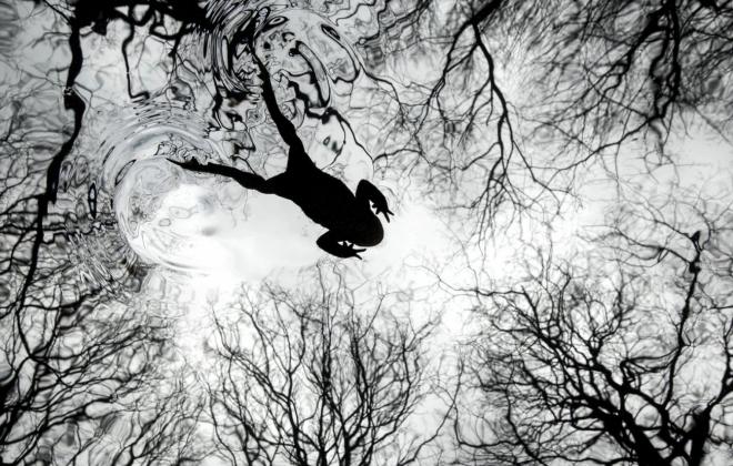 2026년 영국 야생동물 사진 어워드(BWPA) 우승작품