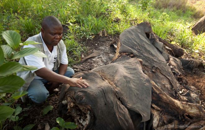 3월3일은 '삼겹살데이' 아니고 '세계 야생 동식물의 날'