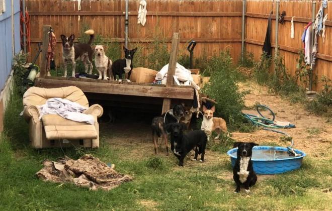 유실‧유기 동물 발견 시 1577-0954로 신고하세요