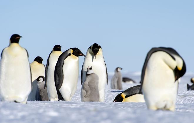 남극 해빙 역대 최저 수준...황제펭귄 생존 위협