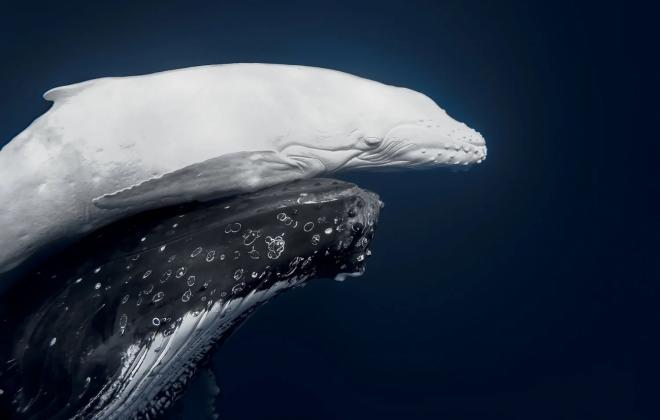 '2026 세계 자연 사진 어워드 (World Nature Photography Awards)'