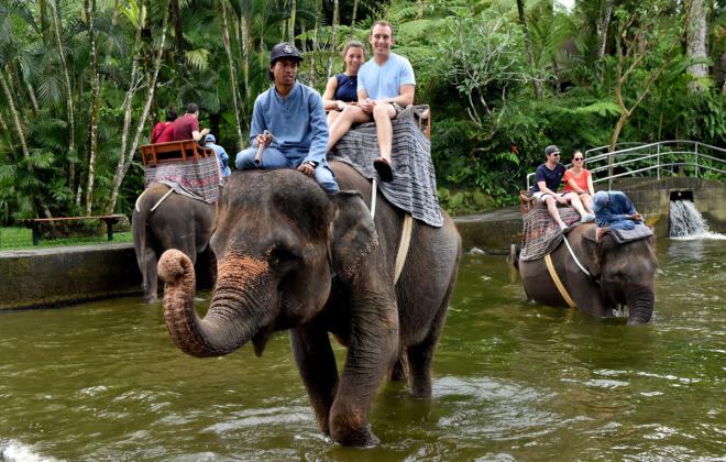 인도네시아, 아시아 최초 '코끼리 탑승' 전면 금지...관광 산업 새 이정표 