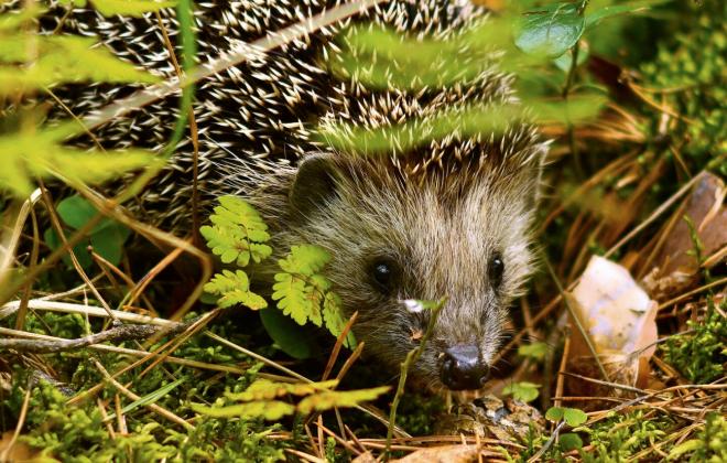 스위스, 고슴도치를 '2026 올해의 동물'로 선정