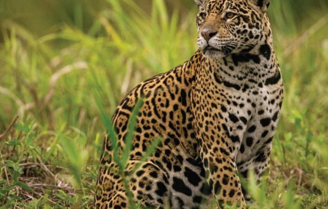 세계 보호 대상 이동성 야생 동물 개체수 2년 만에 44%에서 49%로 악화