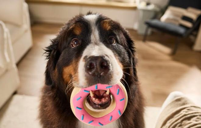 개의 입이 사람의 입보다 깨끗할까요?