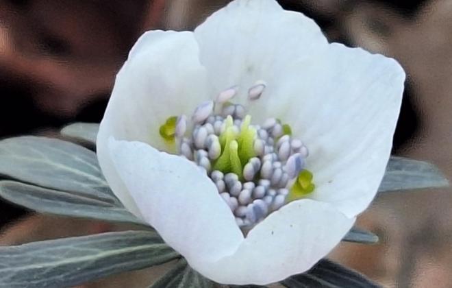국립수목원, 한국 특산식물 ‘변산바람꽃’ 개화 소식
