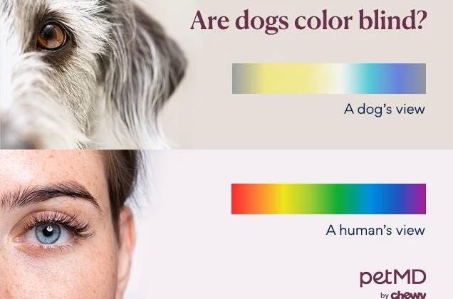 개는 어떤 색을 볼 수 있나요?
